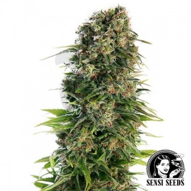Hindu Kush Automatic de Sensi Seeds - Grow Barato