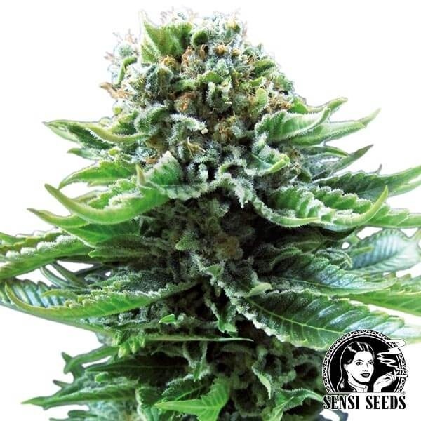 Northern Lights Auto de Sensi Seeds - Grow Barato