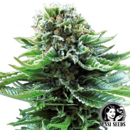 Northern Lights Auto de Sensi Seeds - Grow Barato Northern Lights Auto de Sensi Seeds - Grow Barato