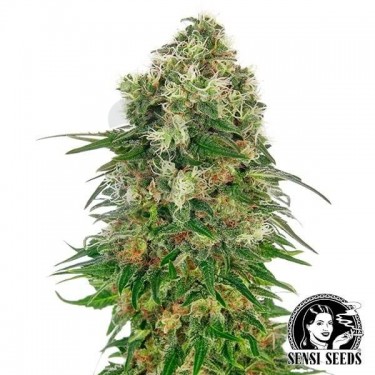 Shiva Skunk Automatic