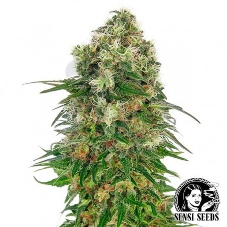 Shiva Skunk Automatic Shiva Skunk Automatic