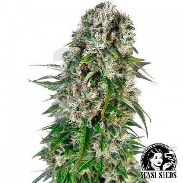 Big Bud Automático por Sensi Seeds Bank - Crescer Barato