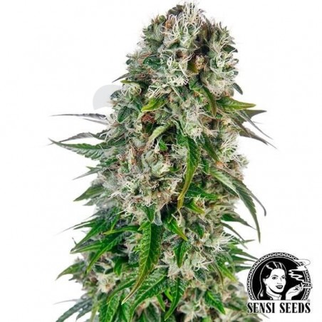 Big Bud Automatic de Sensi Seeds Bank - Grow Barato Big Bud Automatic de Sensi Seeds Bank - Grow Barato