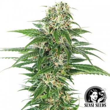 Early Skunk Automatic de Sensi Seeds - Grow Barato
