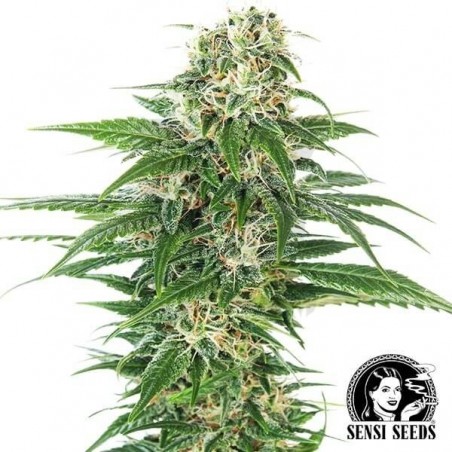 Early Skunk Automatic de Sensi Seeds - Grow Barato Early Skunk Automatic de Sensi Seeds - Grow Barato