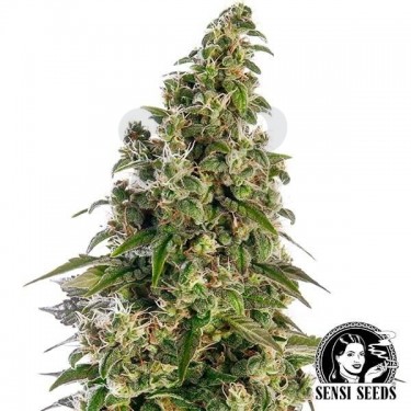 Afghani1 Automatic