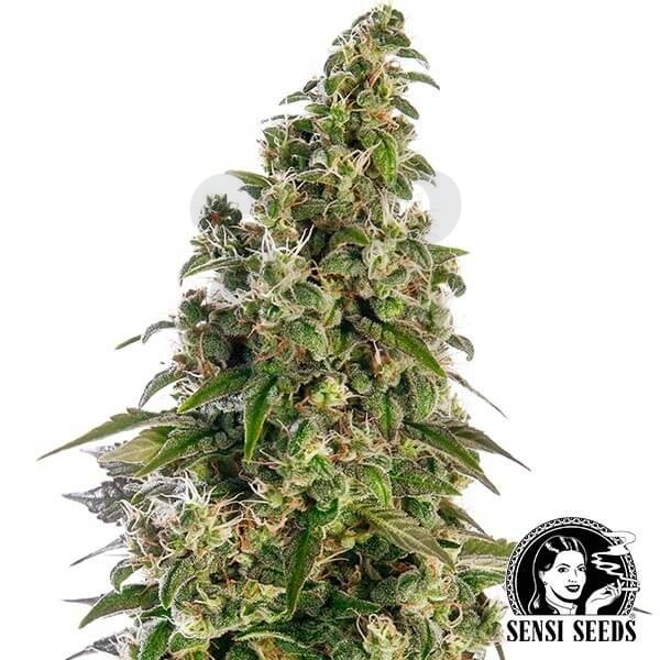 Afghani1 Automatic