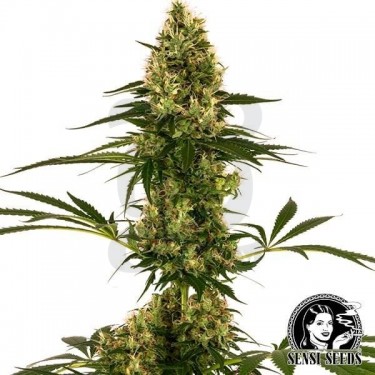 Blue Bullet Auto Sensi Seeds cepa #119 Auto - Grow Barato