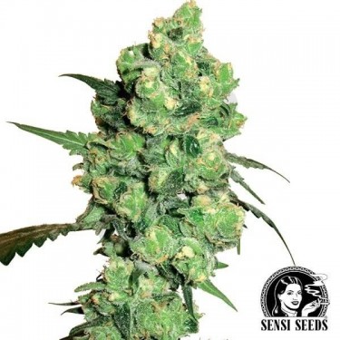 Super Skunk semilla feminizada de Sensi Seeds - Grow Barato