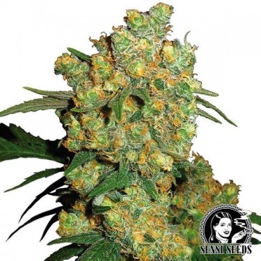 Big Bud de Sensi Seeds semilla feminizada - Grow Barato