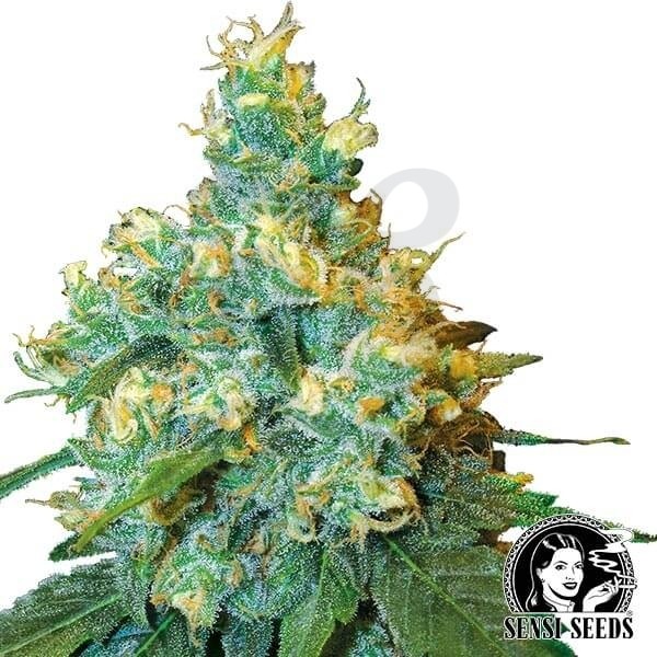 Jack Herer femminilizzata di Sensi Seeds.