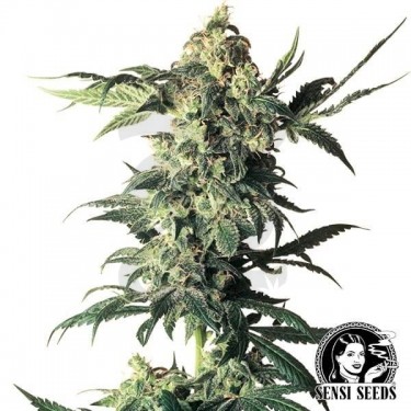 Northern Lights de Sensi Seeds feminizada - Grow Barato