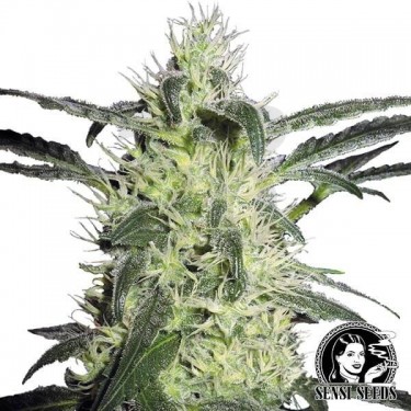 Silver Haze de Sensi Seeds feminizada - Grow Barato