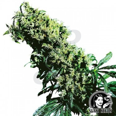 NL5 x Haze de Sensi Seeds feminizada - Grow Barato
