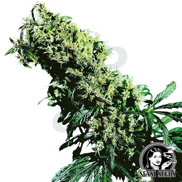 NL5 x Haze de Sensi Seeds feminizada - Grow Barato
