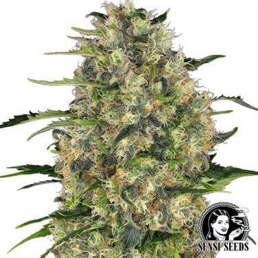 Black Domina Sensi Seeds 100% Feminizada - Grow Barato