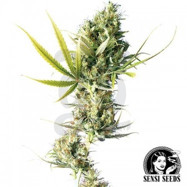 Durban Sensi Seeds Semillas Feminizadas - Grow Barato
