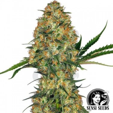 Hindu Kush