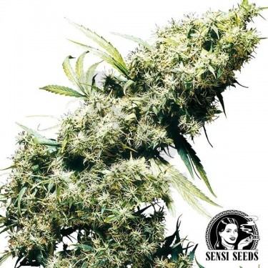 Jamaican Perl feminizada de Sensi Seeds - Grow Barato
