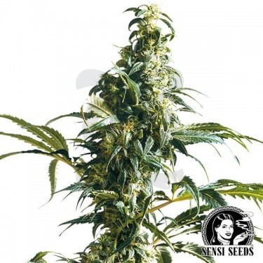 Mexican Sativa feminizada de Sensi Seeds - Grow Barato