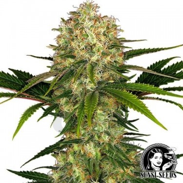 Afghani 1 Feminizada