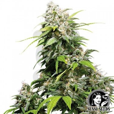 California Indica Feminizada Sensi Seeds - Grow Barato