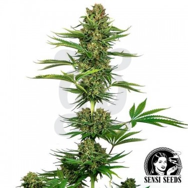 Plante de cannabis Satin Black Domina CBD