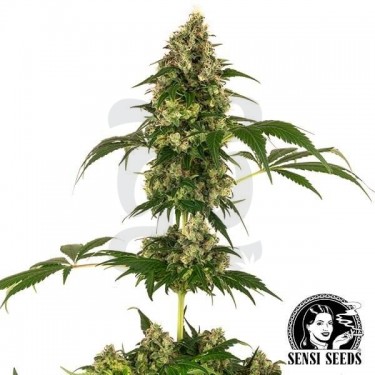Cobalt Haze variedad de Sensi Seeds - Grow Barato