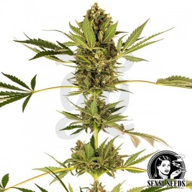 Himalayan CBD variedad de Sensi Seeds - Grow Barato