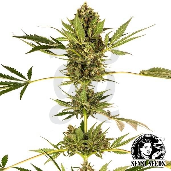 Himalayan CBD variedad de Sensi Seeds - Grow Barato