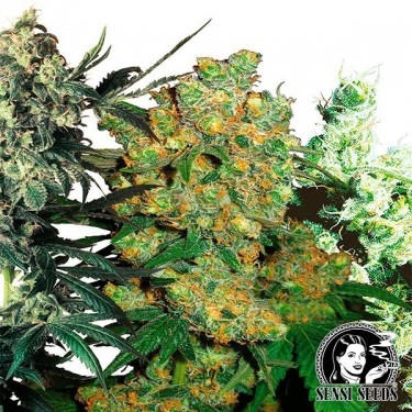 Feminized Mix di Sensi Seeds, pack semi.