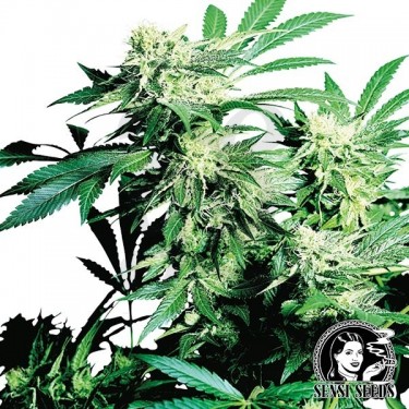 Skunk Kush de Sensi Seeds feminizada - Grow Barato