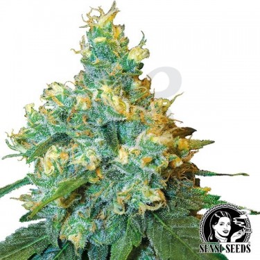Jack Herer Regulares de Sensi Seeds - Grow Barato
