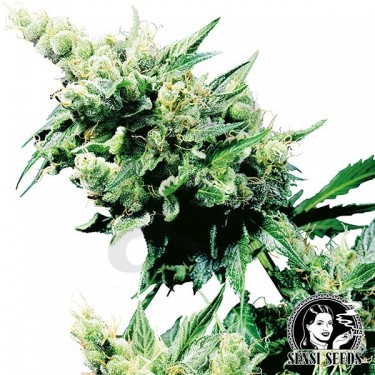 Hash Plant | Comprar Semillas Marihuana - Grow Barato