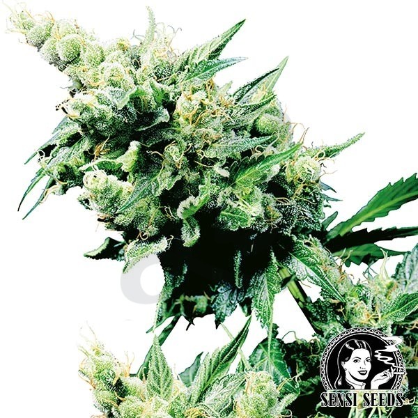 Hash Plant Regular del banco Sensi Seeds.