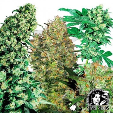 Semillas Regulares Indoor Mix de Sensi Seeds - Grow Barato