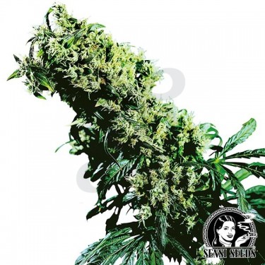 Northern Lights 5 x Haze Regular Sensi Seeds - Grow Barato