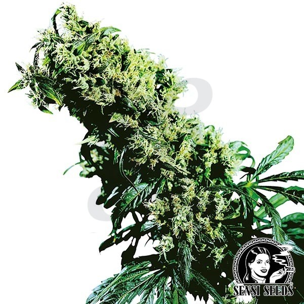 Northern lights 5 x Haze Régulière