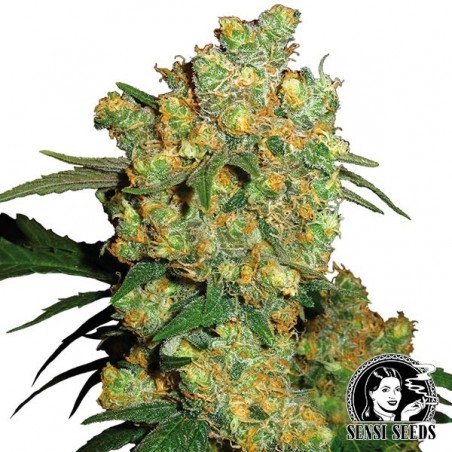 Big Bud semillas regulares de Sensi Seeds - Grow Barato