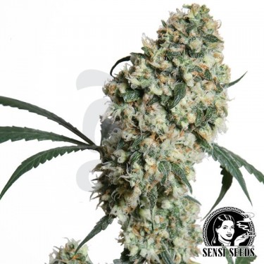 Ed Rosenthal Super Bud Regular de Sensi Seeds - Grow Barato