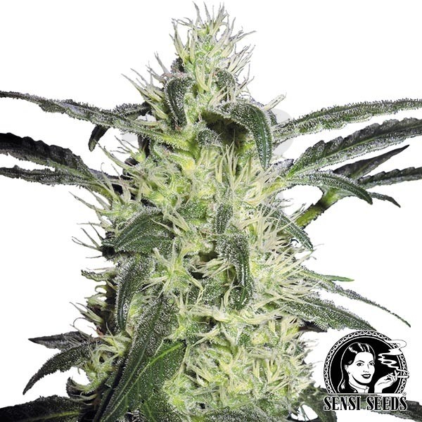 Silver Haze® Regular de Sensi Seeds - Grow Barato