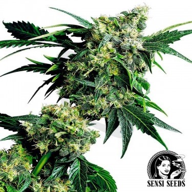 Mr.Nice G13 x Hash Plant Regular Sensi Seeds - Grow Barato