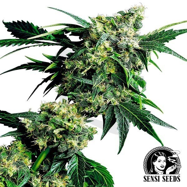 Mr.Nice G13 x Hash Plant Regular Sensi Seeds.