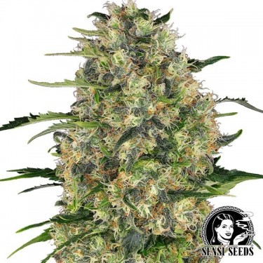 Black Domina Regular de Sensi Seeds - Grow Barato
