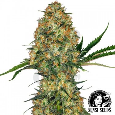 Hindu Kush Regulares de Sensi Seeds - Grow Barato