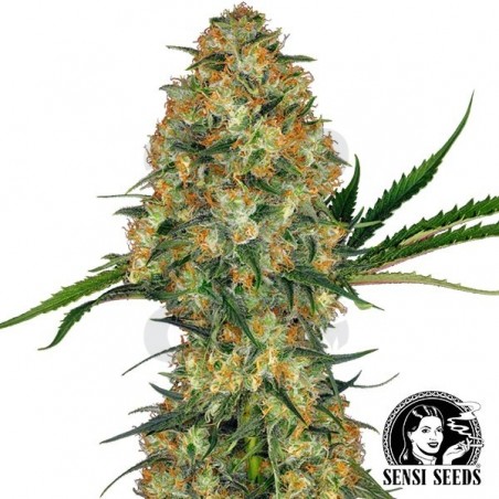 Hindu Kush Regular semi di Sensi Seeds. Hindu Kush Regular semi di Sensi Seeds.