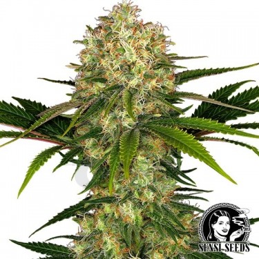Afghani 1 regular