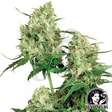 Maple Leaf Indica Regulares de Sensi Seeds - Grow Barato