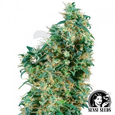 First Lady Regular Semillas Sensi Seeds - Grow Barato