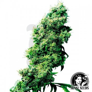 Four Way Semillas Regulares de Sensi Seeds - Grow Barato